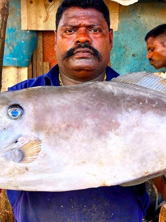你知道这是什么鱼吗？看印度人都是如何处理它们的，很有观赏性