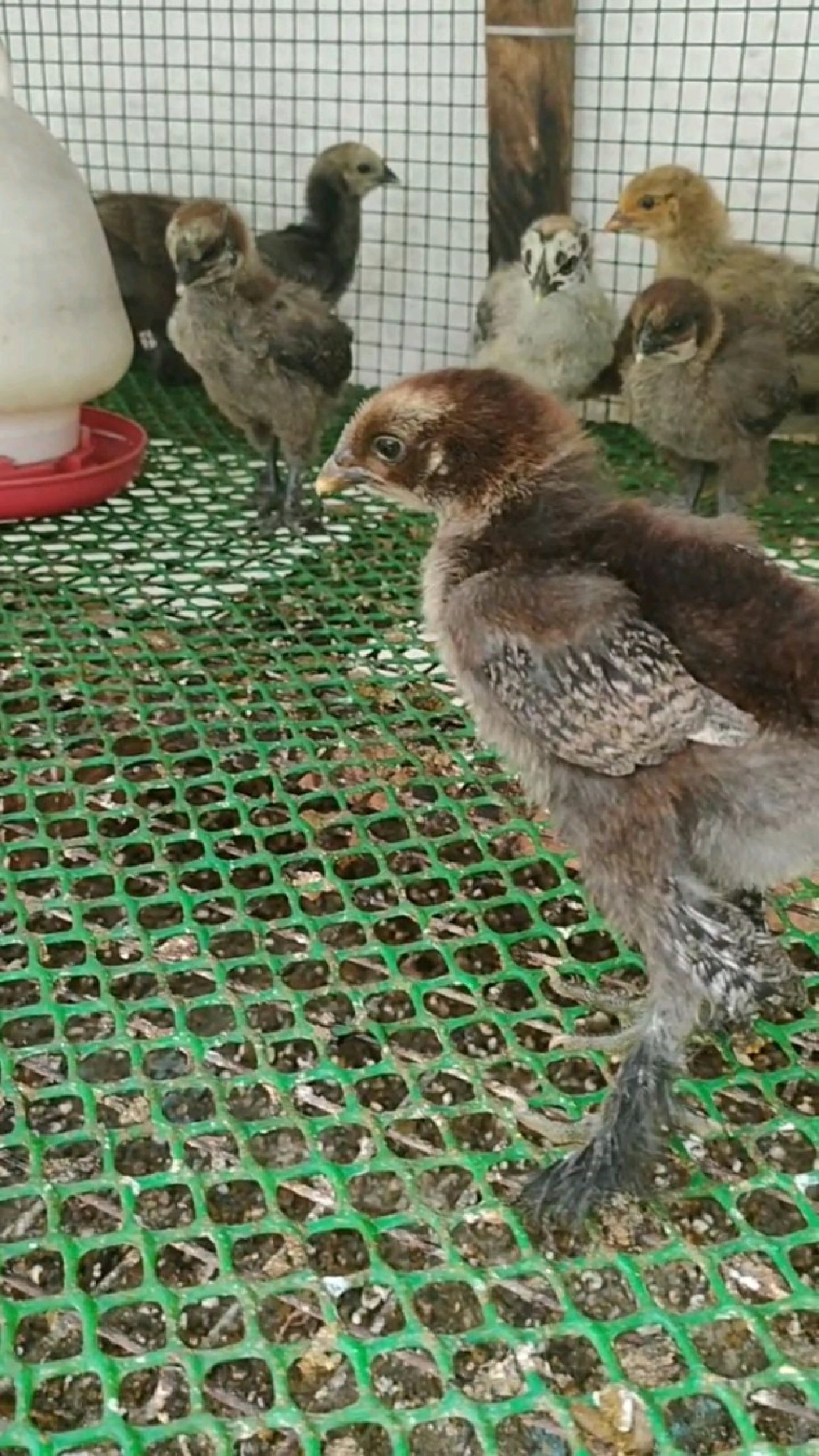 无量山乌骨鸡鸡苗第15天,自家留养,不出。