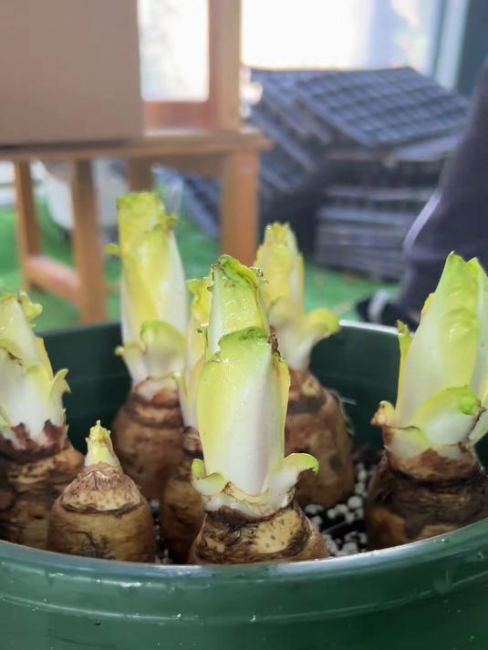 种菜新手零失败,金玉兰出苗率98%,清炒锁鲜超饭店!