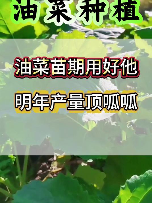 油菜种植 油菜苗期用好的就足够了 油菜施肥 油菜 油菜花 三农