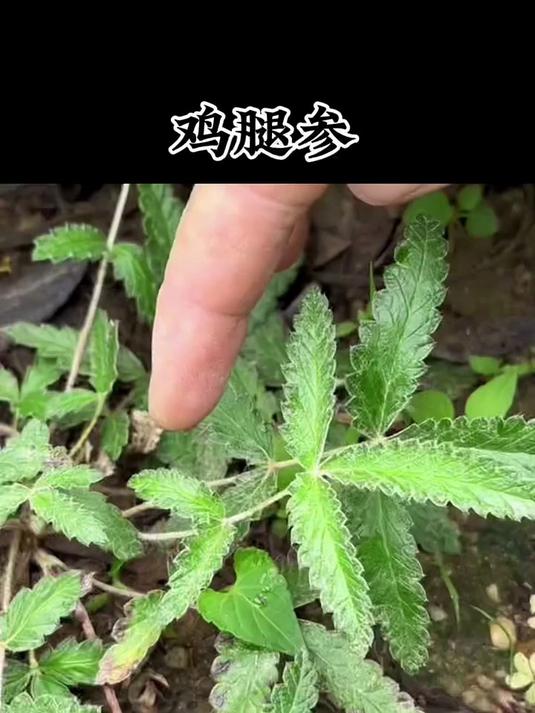 鸡腿参也叫鸡拔腿，白白胖胖的像个小鸡腿而得名