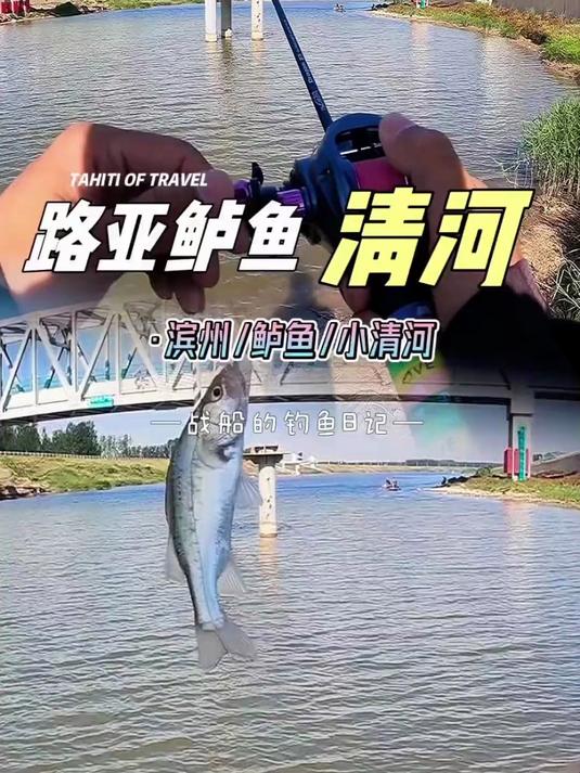 钓鲤鱼，鲈鱼来闹窝 还好我带了一支路亚竿