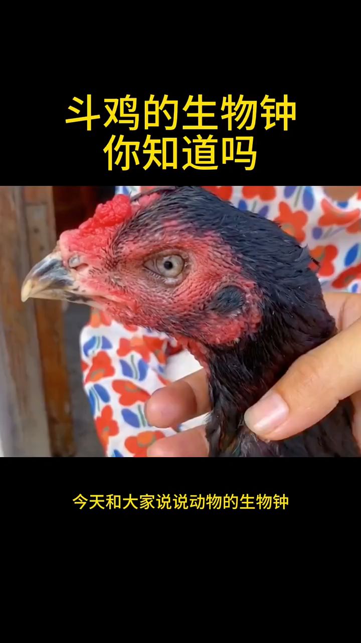 斗鸡的生物钟