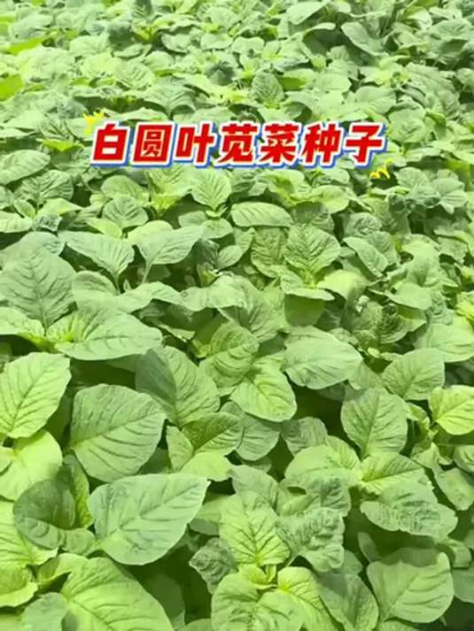 阳台小院都能种!白圆叶苋菜种子,春天就种它!