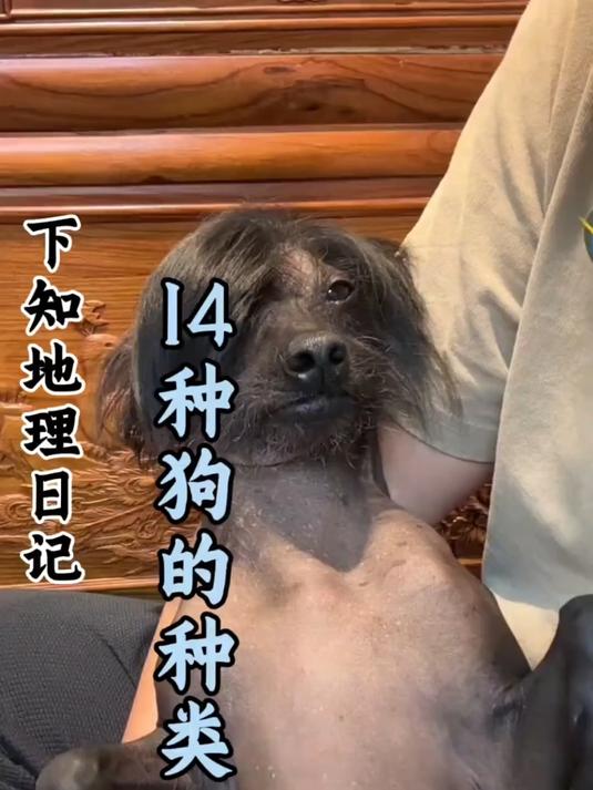 科普分享一些狗的种类,你看你认识几种!