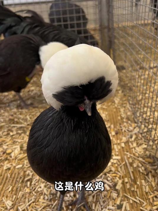 原来鸡的种类这么多，看看有你认识的吗？