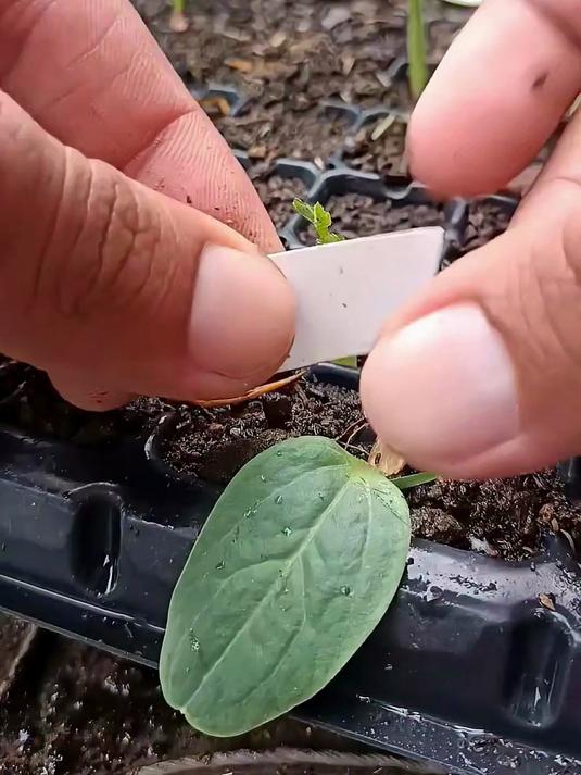 重点是嫁接的方法,不要管是不是同株嫁接