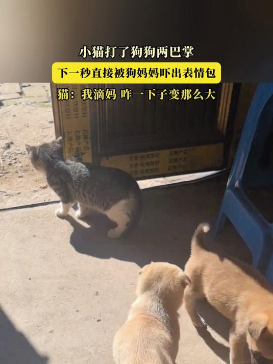 小猫打了狗狗两巴掌,下一秒直接被狗妈妈吓出表情包