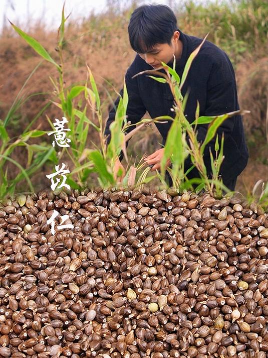 薏米又叫薏苡仁,新鲜采摘的薏米配上筒骨炖汤,味道好极了