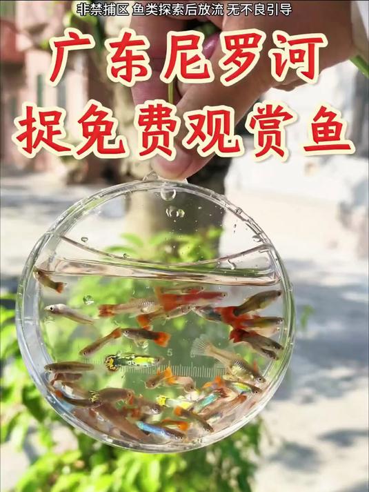 在广东尼罗河新解锁4种观赏鱼
