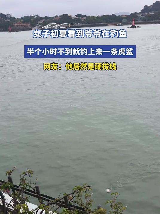 女子初夏看到爷爷在钓鱼，半个小时不到就钓上来一条虎鲨，网友：他居然是硬拔线#旅游创作季#