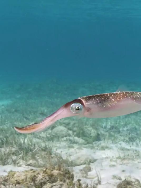 巨型鱿鱼幼崽100年后首现