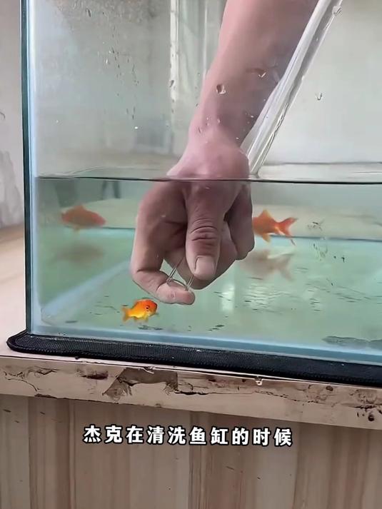 小金鱼的“水下过山车”。清洁 鱼缸 解压 科普