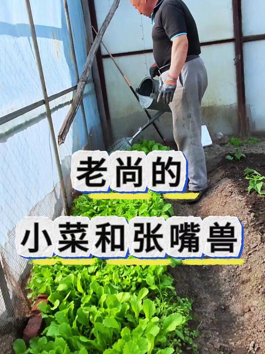 种点小菜养几只大鹅,我爸喜欢会下蛋的家禽,可以种小菜的大棚