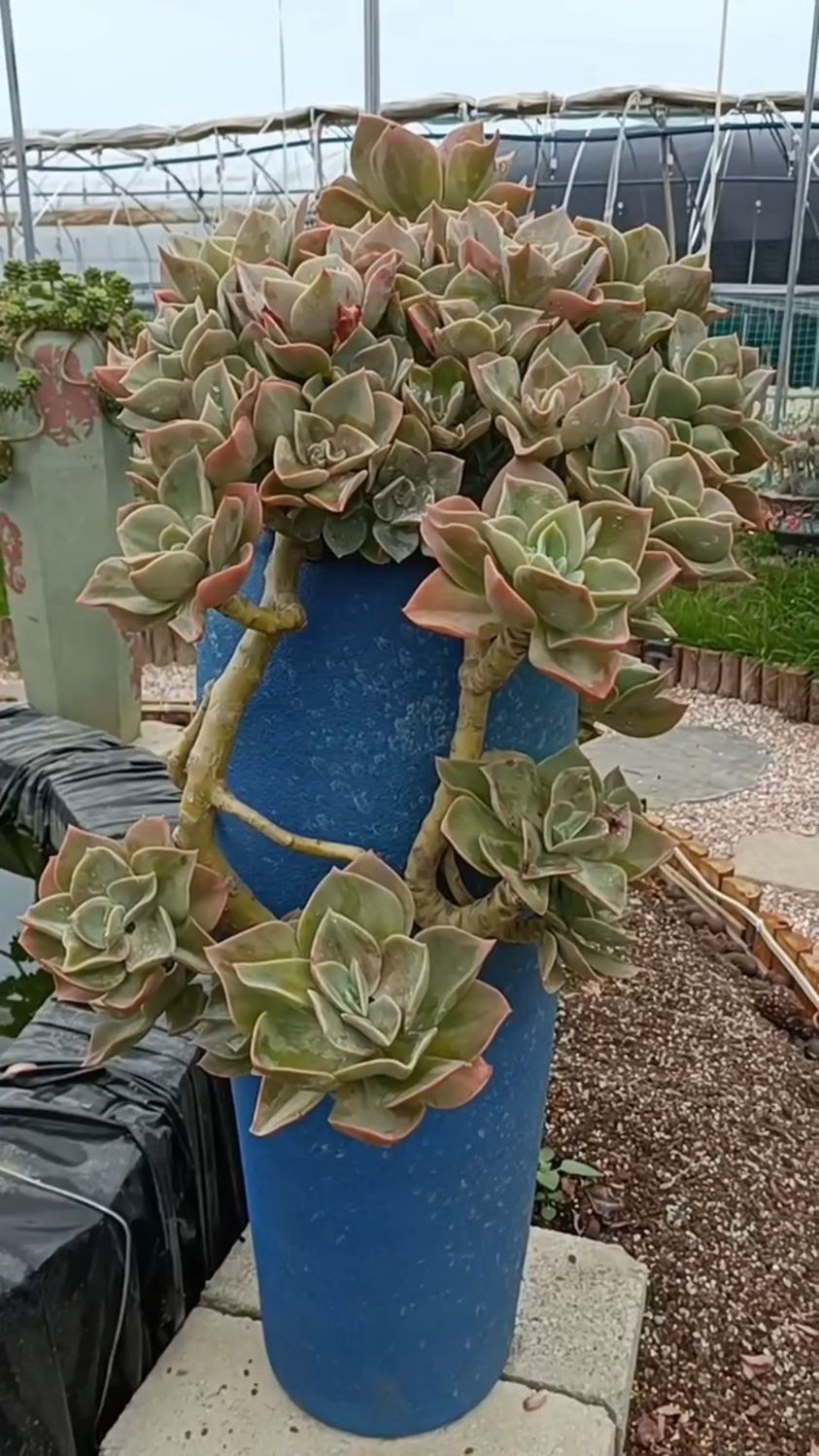 小院里多肉贺氏已经伸出了大长腿,就问你这样的贺氏美不美?真美