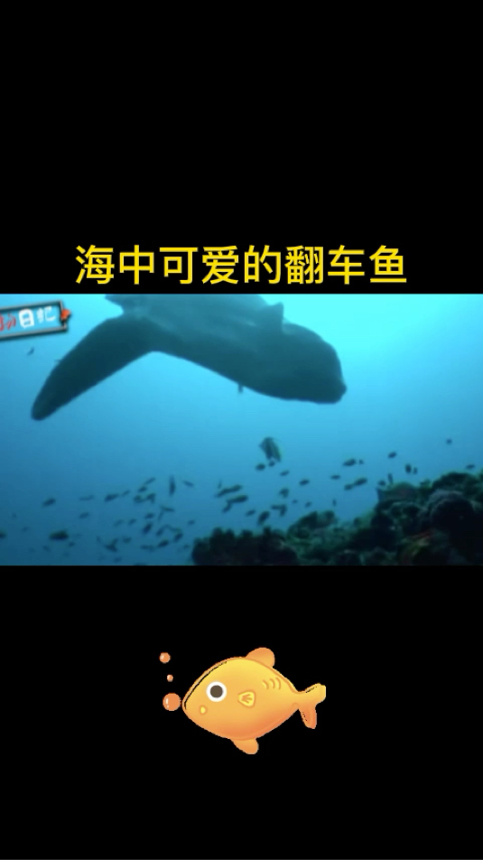 海中的可爱翻车鱼,很怂很怂!