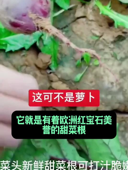尝过甜菜根,才知它的妙,增强免疫活力高