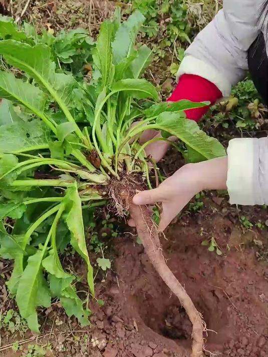 这种猪羊都不吃的野菜,它叫野菠菜,又称牛大黄 #内容启发搜索#