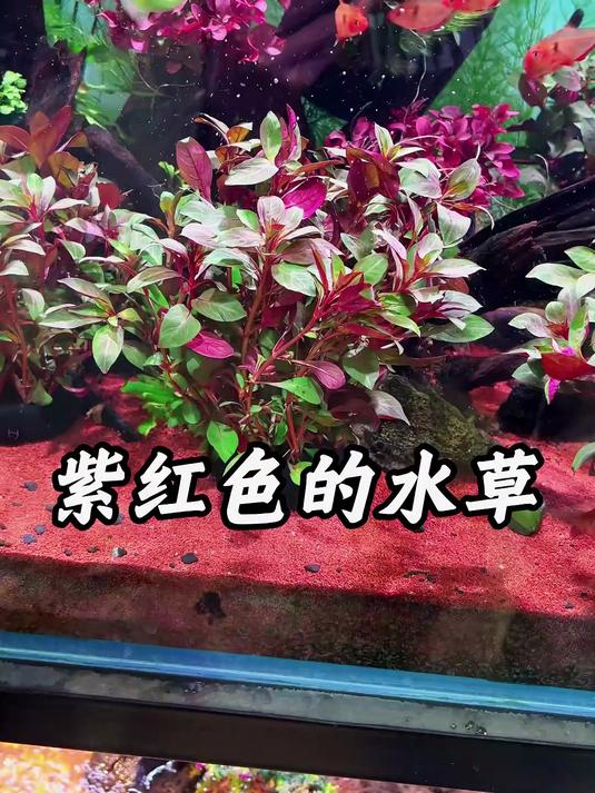玫瑰丁香水草鱼缸造景阴性草