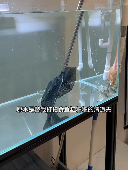 第一个海缸！小丑鱼挺住！