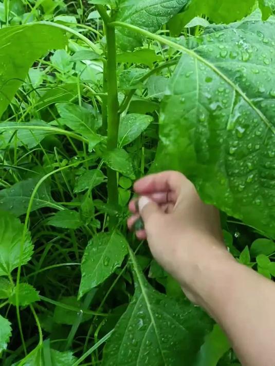 白花菜又名龙葵,具有提神生津和补钙补铁的作用,同时也好吃