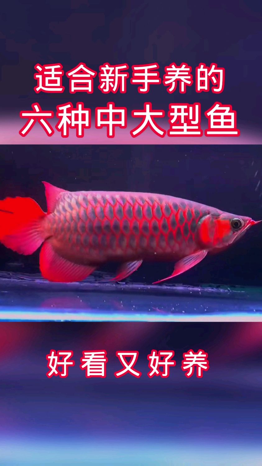 适合新手养的六种中大型鱼，领养过几种呢？