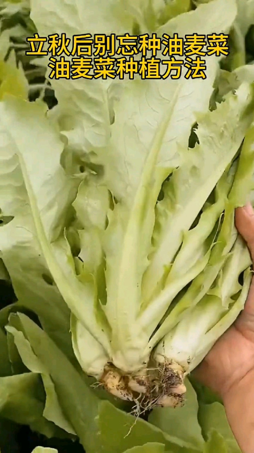 立秋后别忘种油麦菜,油麦菜的种植方法分享