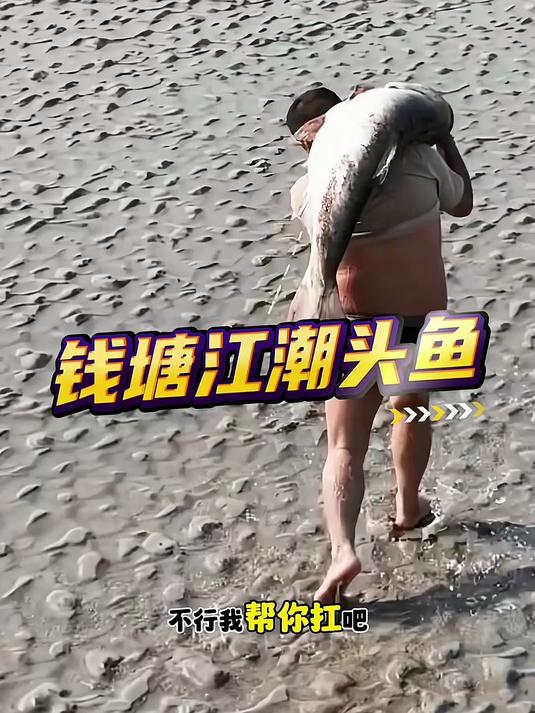 钱塘江我们又来咯,钱塘江潮头鱼!