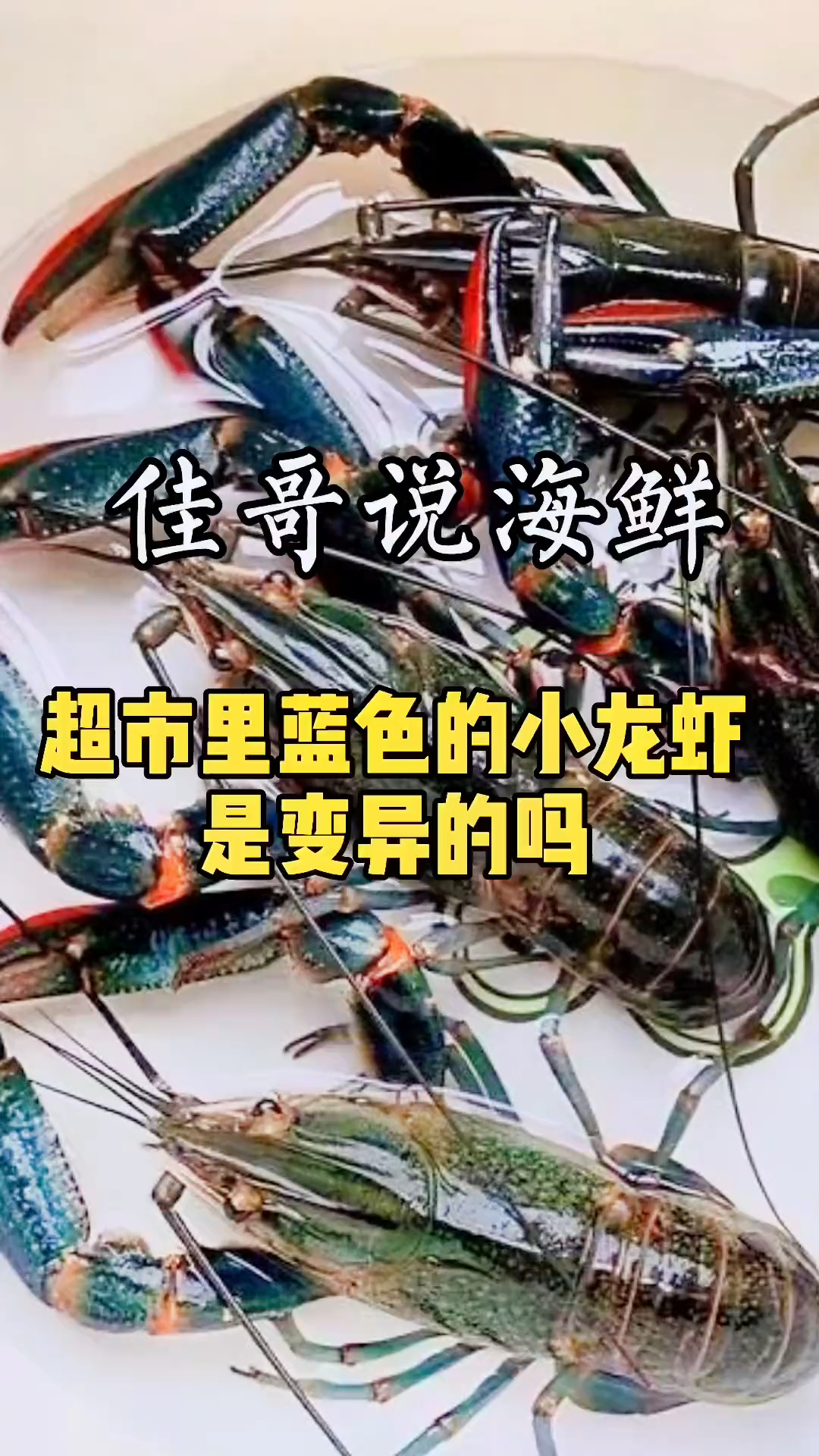 澳洲红螯螯虾
