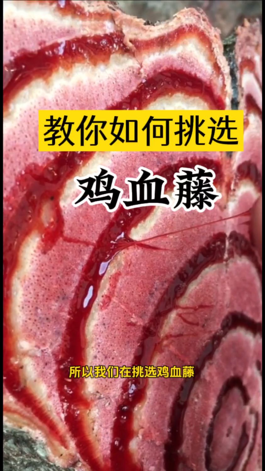 教你如何挑选鸡血藤