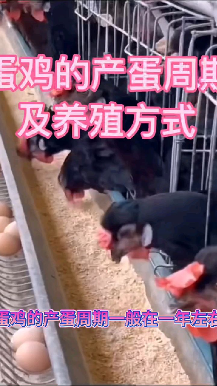 蛋鸡的产蛋周期及养殖方式