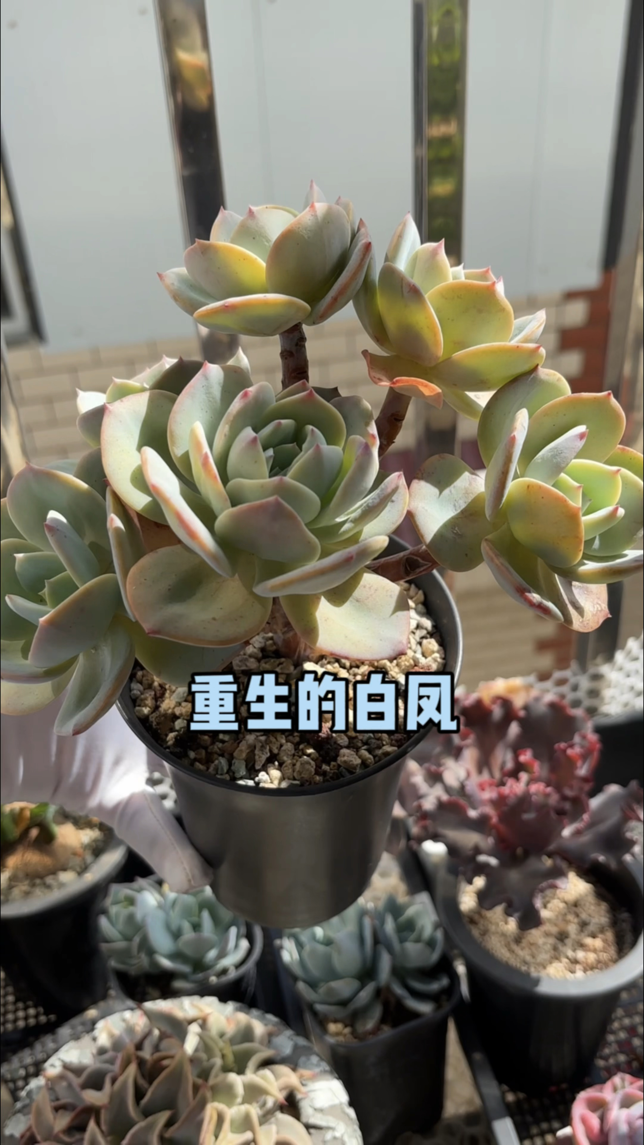 多肉植物的断枝怎么扦插,这棵白凤的是两年前扦插的,现在已彻底成活