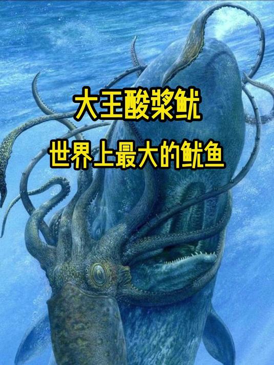 大王酸浆鱿,世界上最大的鱿鱼