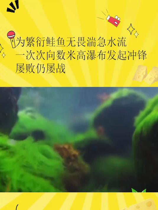 为繁衍鲑鱼无畏湍急水流,一次次向数米高瀑布发起冲锋,屡败仍屡战