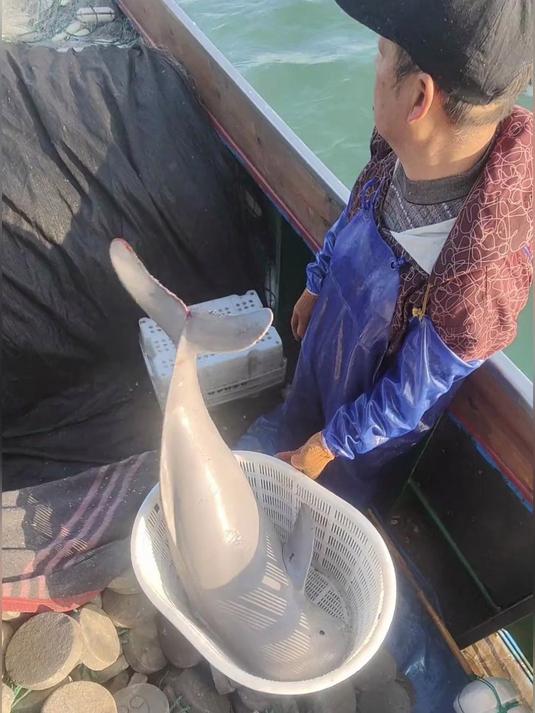 这就是为什么江豚是钓鱼老的一生之敌!还会吐口水嘲讽你!