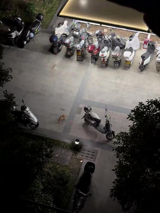 可怜的汤姆,被女人玩弄于股掌之间,猫和老鼠诚不欺我