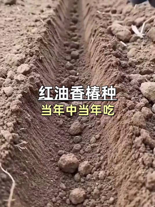 阳台种菜封神种速生红油香椿种子!四季播易发芽,芽苗菜蔬菜双用
