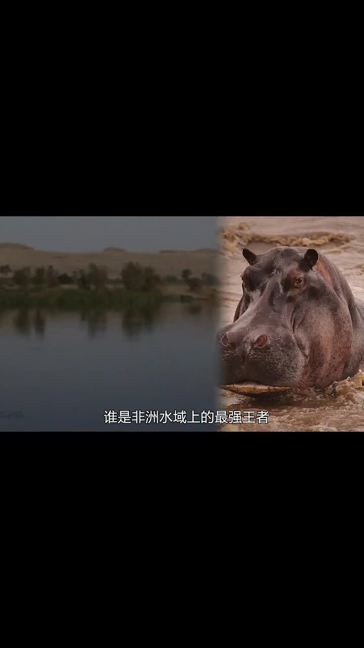 尼罗鳄对战河马13谁才是非洲水域上的王者?