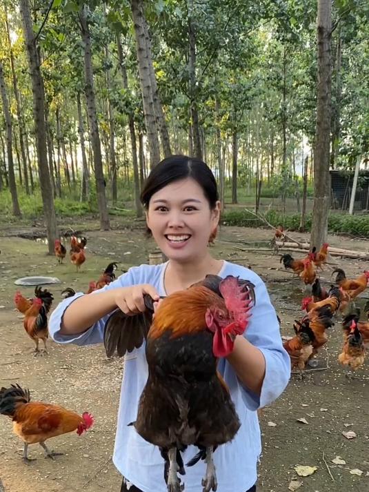 农家散养公鸡,生态美味盘中餐