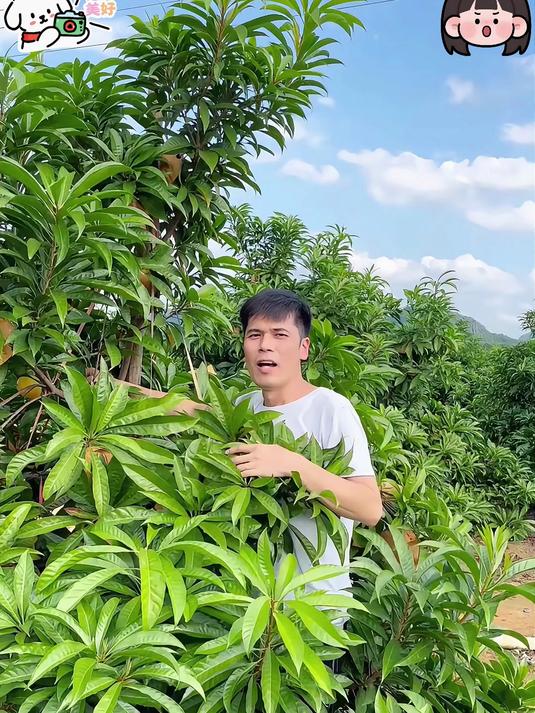 鸡蛋果口感粉糯香甜像蛋黄一样的果肉巨好吃！鸡蛋果