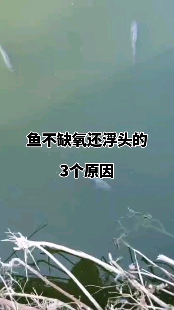鱼不缺氧还浮头的原因。