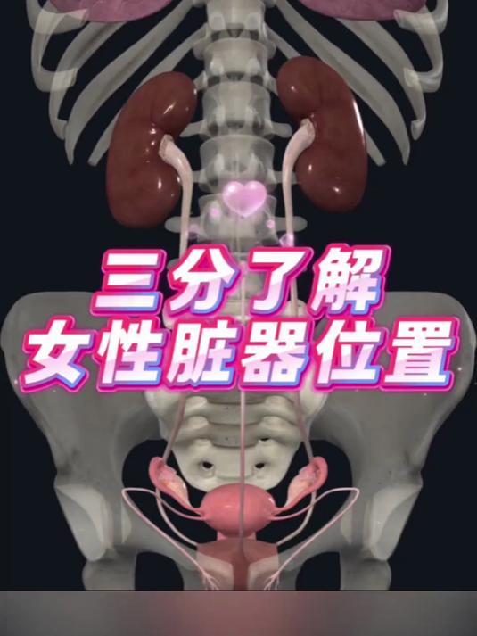 人体解剖-女性脏器位置。