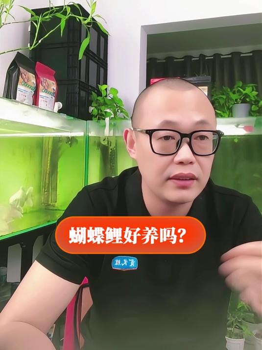 蝴蝶鲤好养吗?