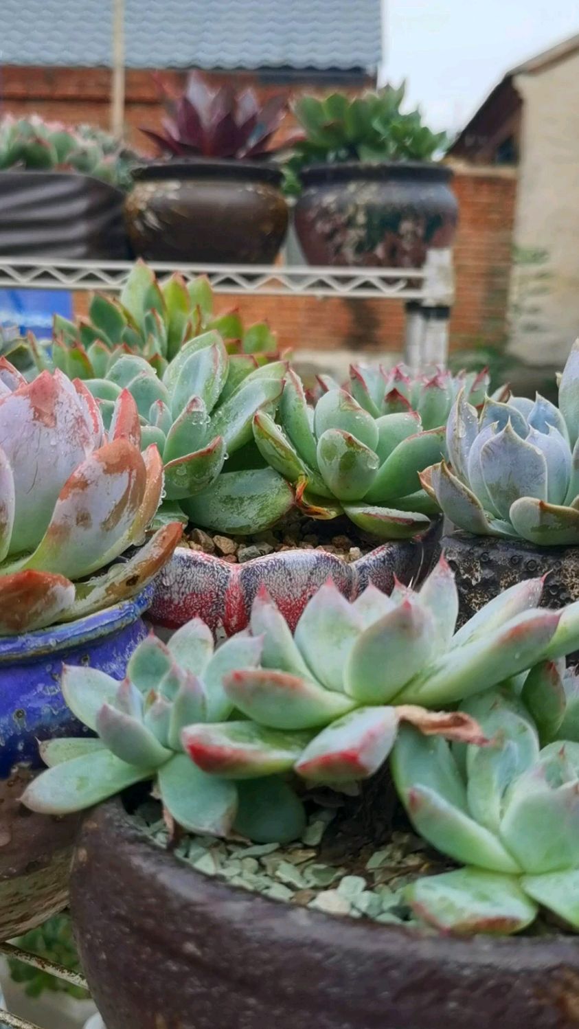 养多肉先养根，颗粒土也有讲究，软介质更容易服盆，用这样的土想养死都难