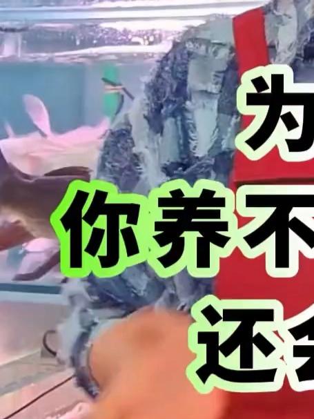 为什么你养不好孔雀鱼还会死鱼