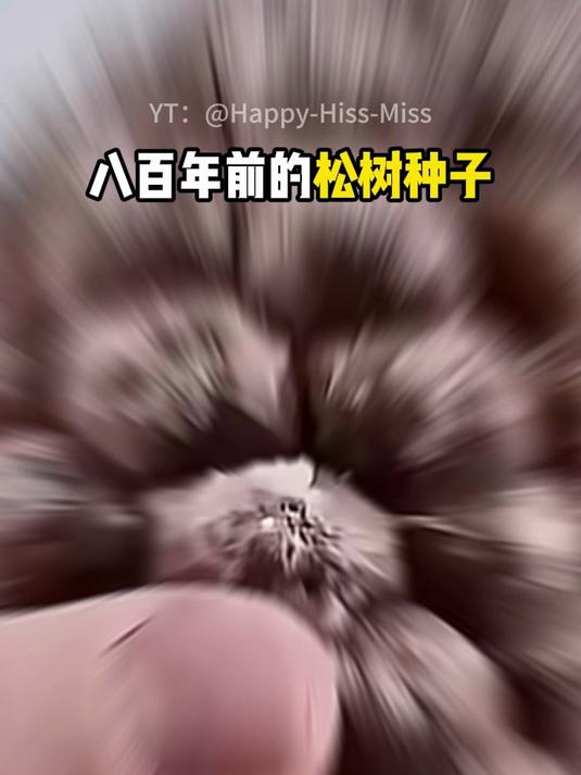八百年轻的松树种子发芽了