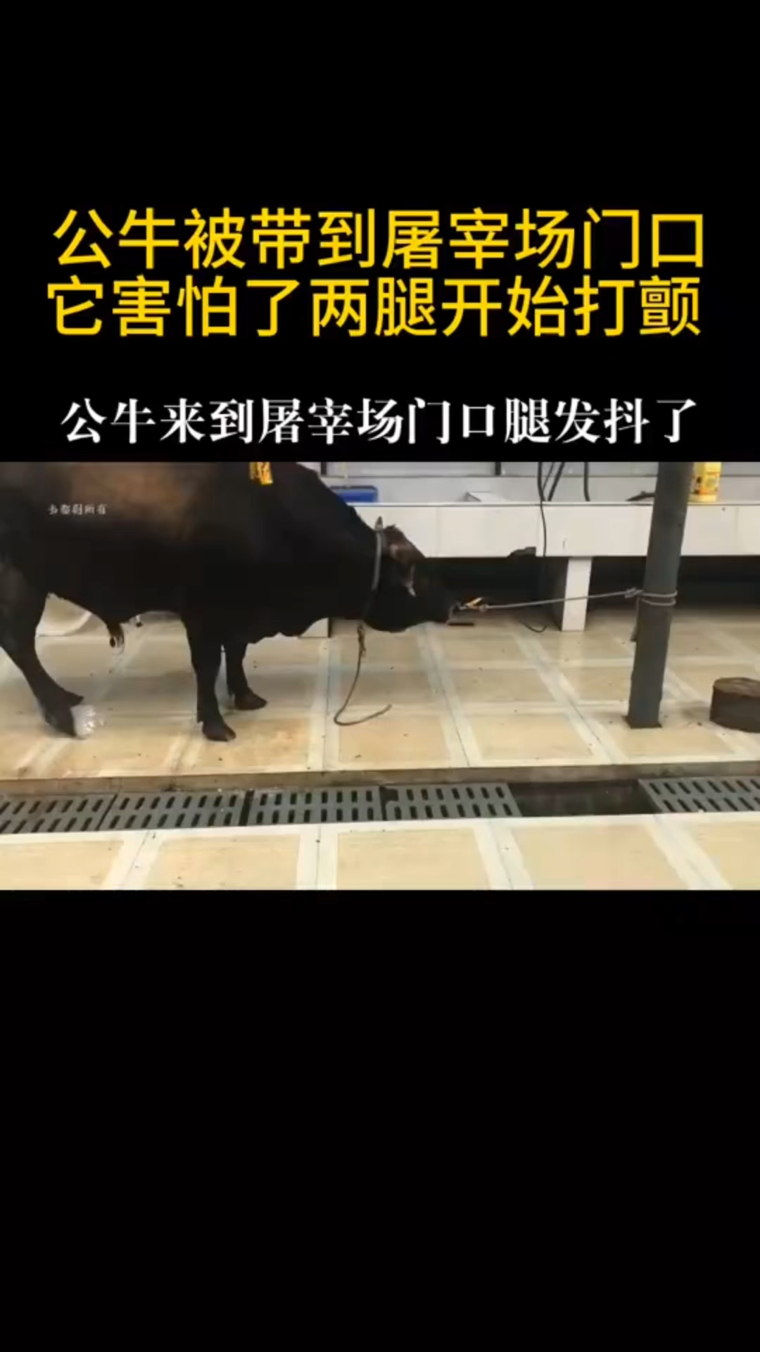 帮干很多农活的公牛,最后却被送到了屠宰场。