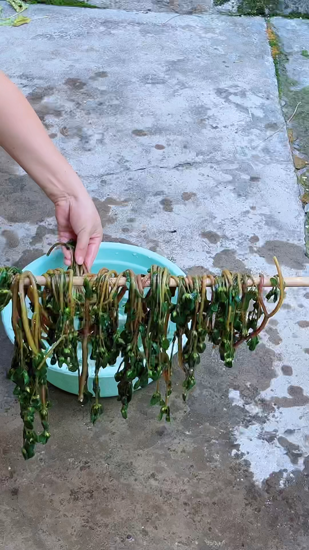 马齿苋又名健康菜,长寿菜。 #民间小偏方治大病 #纯天然绿色蔬菜 #中草药科普