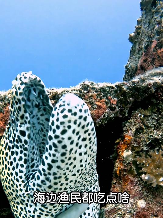 在海底偶遇了可爱的鳗，还碰见了恐怖的魔鬼鱼