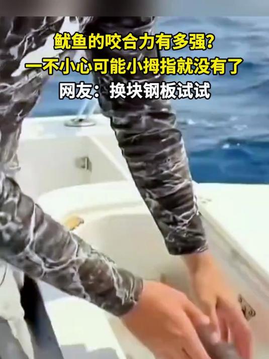 鱿鱼的咬合力有多强?不小心可能小拇指就没有 网友:换钢板试试